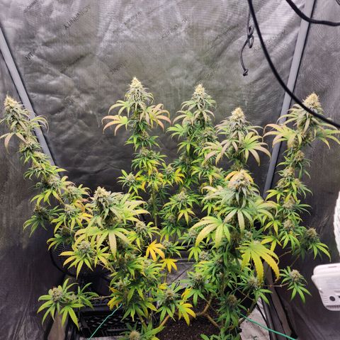 Do Si Dos growlog timeline photo