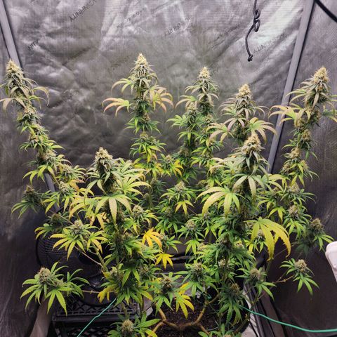Do Si Dos growlog timeline photo