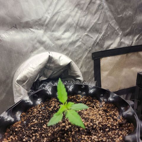 Buddy roe growlog timeline photo