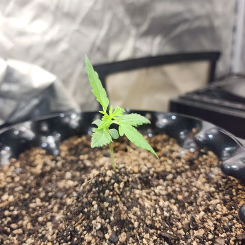 Buddy roe growlog timeline photo
