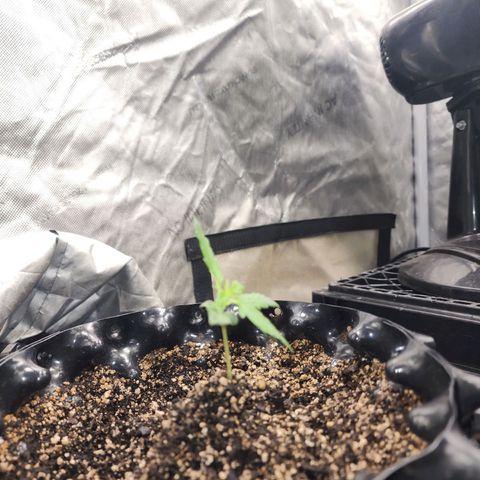 Buddy roe growlog timeline photo