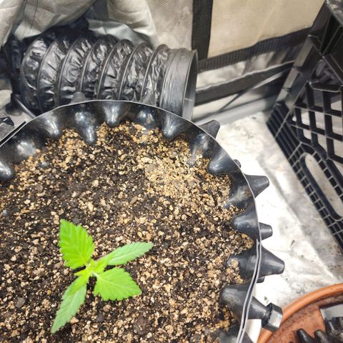 Buddy roe growlog timeline photo