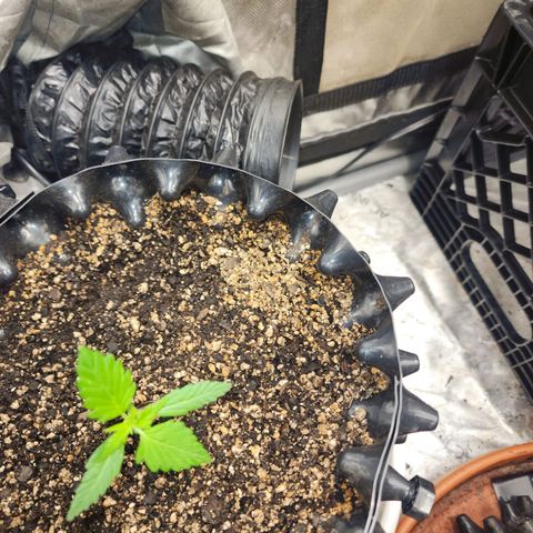 Buddy roe growlog timeline photo