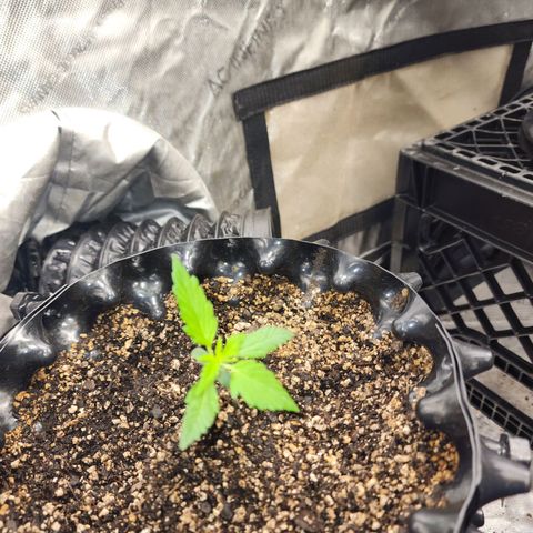 Buddy roe growlog timeline photo