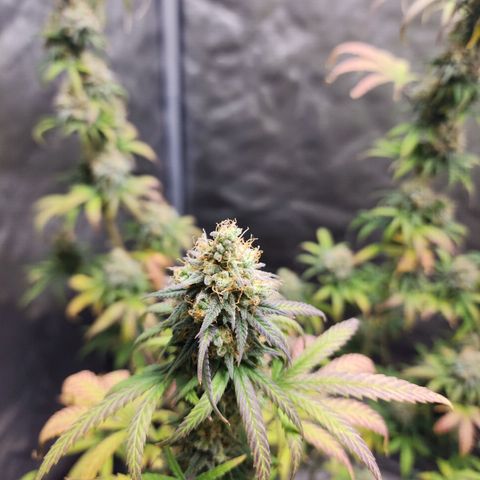 Do Si Dos growlog timeline photo