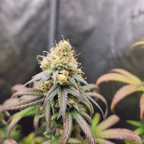 Do Si Dos growlog timeline photo