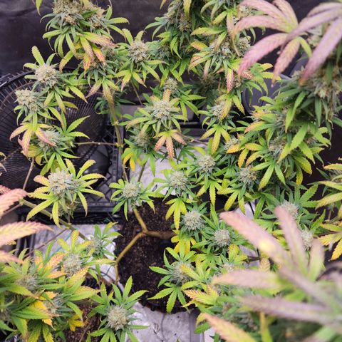 Do Si Dos growlog timeline photo