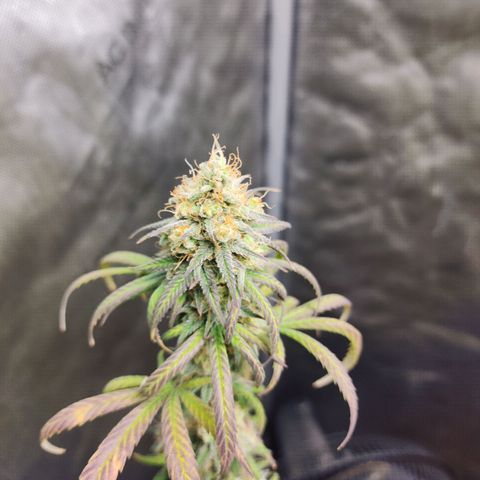 Do Si Dos growlog timeline photo