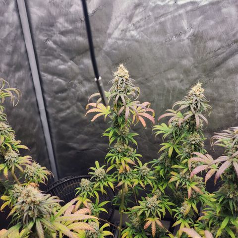 Do Si Dos growlog timeline photo