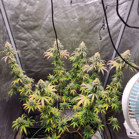Do Si Dos growlog timeline photo