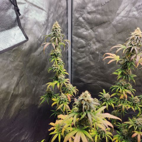 Do Si Dos growlog timeline photo