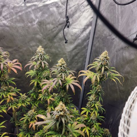 Do Si Dos growlog timeline photo