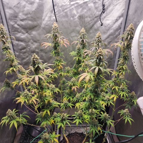 Do Si Dos growlog timeline photo