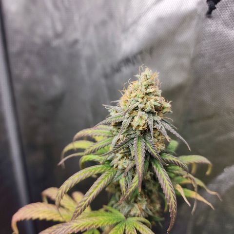 Do Si Dos growlog timeline photo