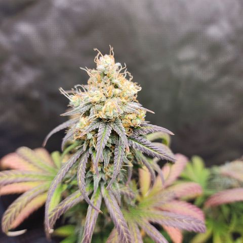 Do Si Dos growlog timeline photo