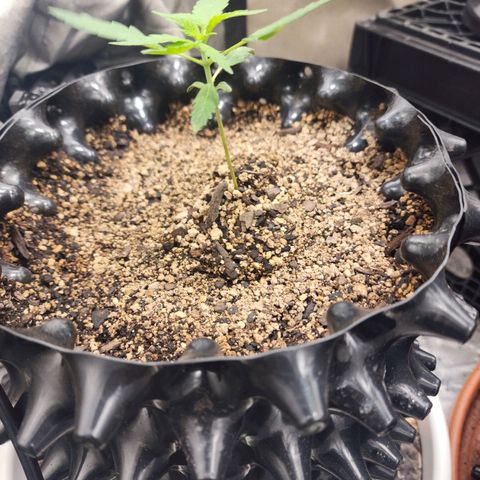 Buddy roe growlog timeline photo