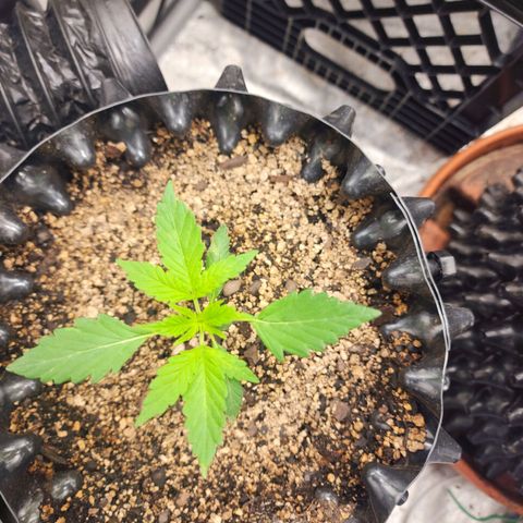 Buddy roe growlog timeline photo