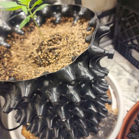 Buddy roe growlog timeline photo