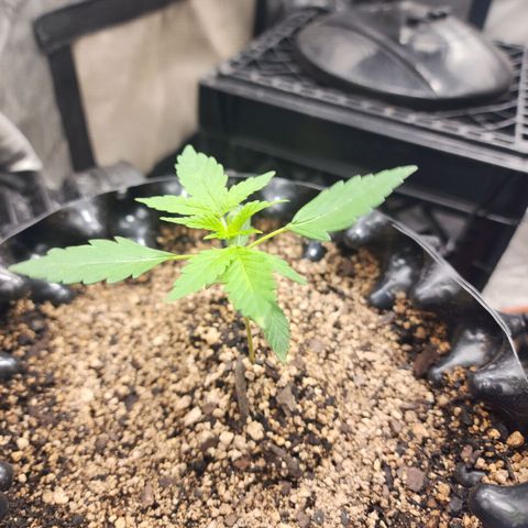Buddy roe growlog timeline photo