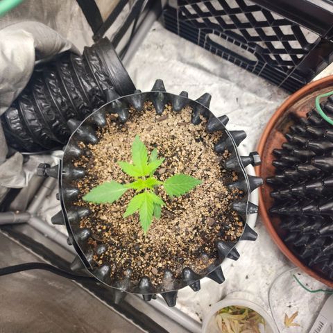 Buddy roe growlog timeline photo