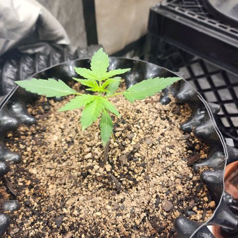 Buddy roe growlog timeline photo
