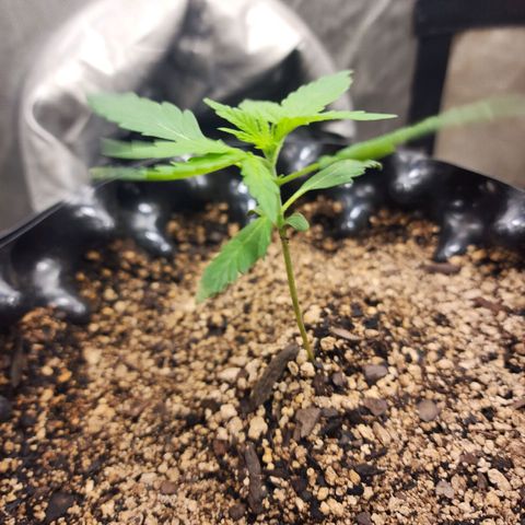 Buddy roe growlog timeline photo