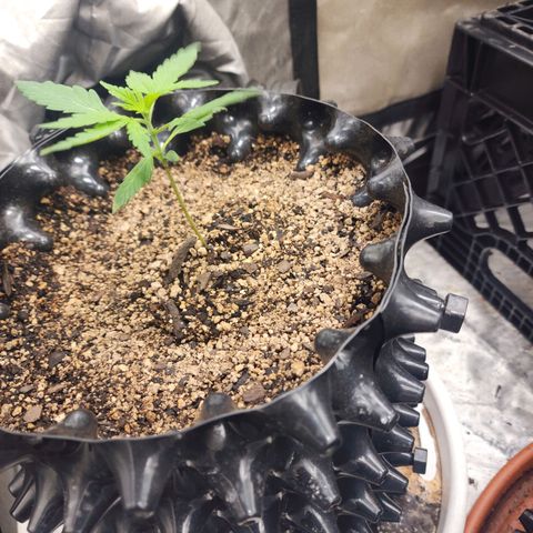 Buddy roe growlog timeline photo
