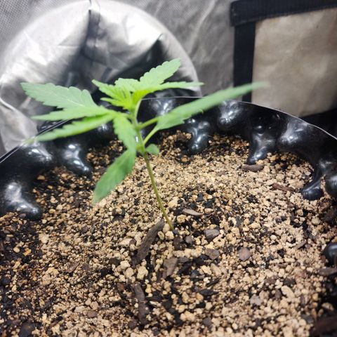 Buddy roe growlog timeline photo