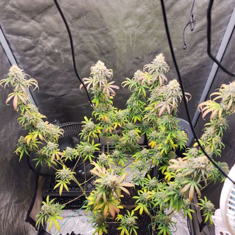Do Si Dos growlog timeline photo