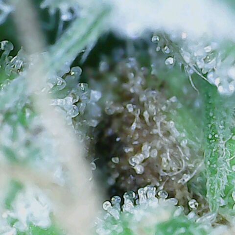 Do Si Dos growlog timeline photo