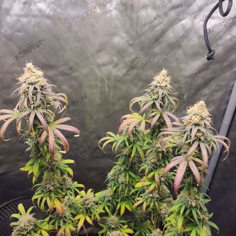 Do Si Dos growlog timeline photo