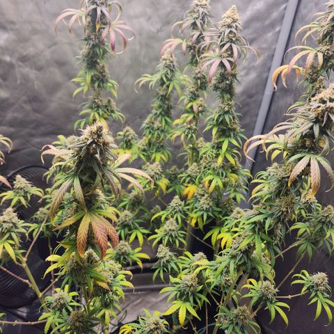 Do Si Dos growlog timeline photo