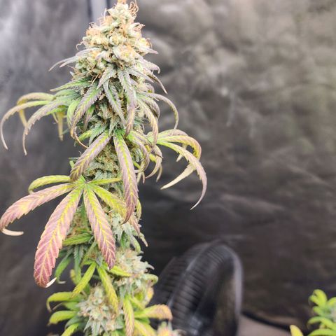 Do Si Dos growlog timeline photo