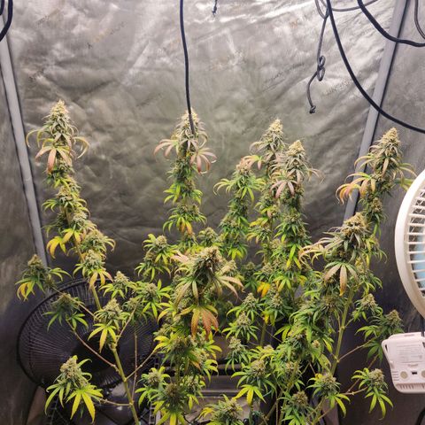 Do Si Dos growlog timeline photo