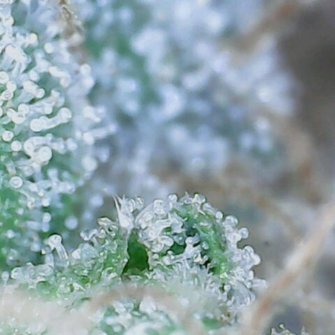 Do Si Dos growlog timeline photo