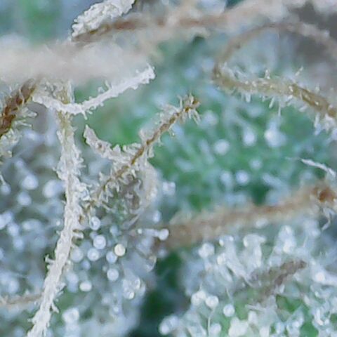 Do Si Dos growlog timeline photo