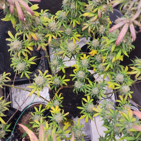 Do Si Dos growlog timeline photo