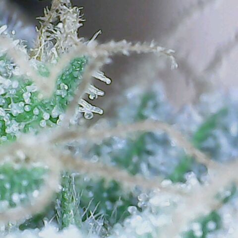 Do Si Dos growlog timeline photo