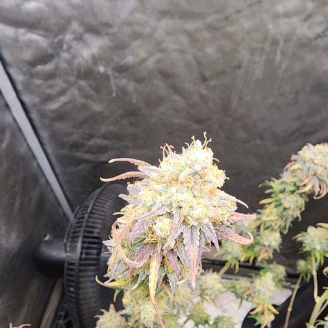 Do Si Dos growlog timeline photo