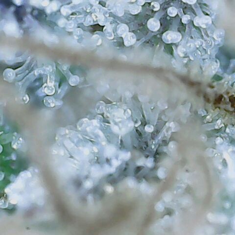 Do Si Dos growlog timeline photo