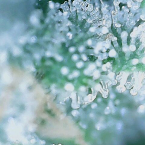 Do Si Dos growlog timeline photo
