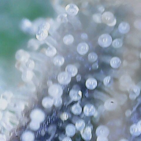 Do Si Dos growlog timeline photo