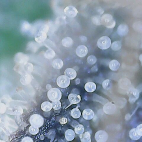 Do Si Dos growlog timeline photo