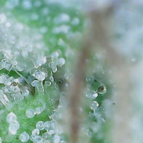 Do Si Dos growlog timeline photo