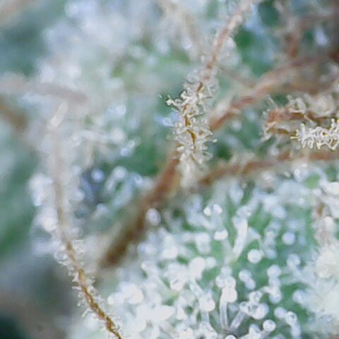Do Si Dos growlog timeline photo