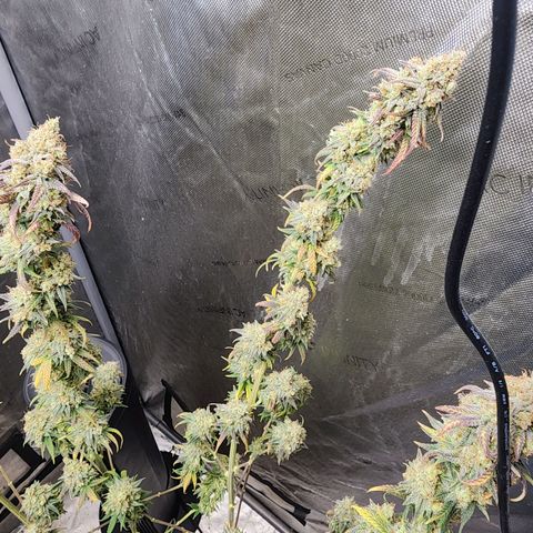 Do Si Dos growlog timeline photo