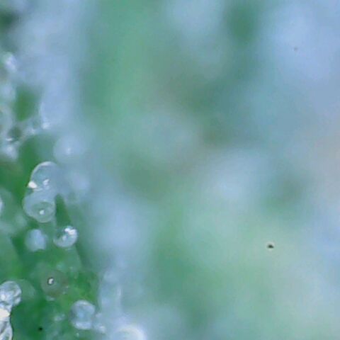 Do Si Dos growlog timeline photo