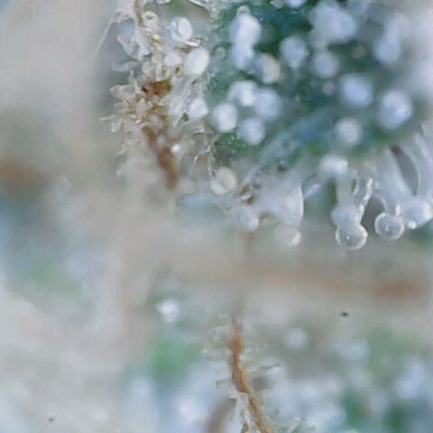 Do Si Dos growlog timeline photo