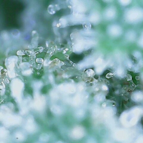 Do Si Dos growlog timeline photo