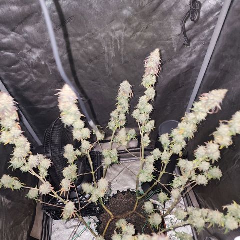 Do Si Dos growlog timeline photo